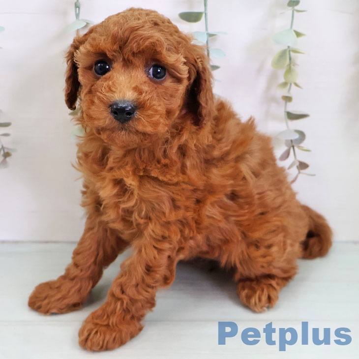 福岡県のトイプードル(トイ) (ペットプラス ららぽーと福岡店/2025年11月12日生まれ/女の子/レッド)の子犬の2枚目の画像