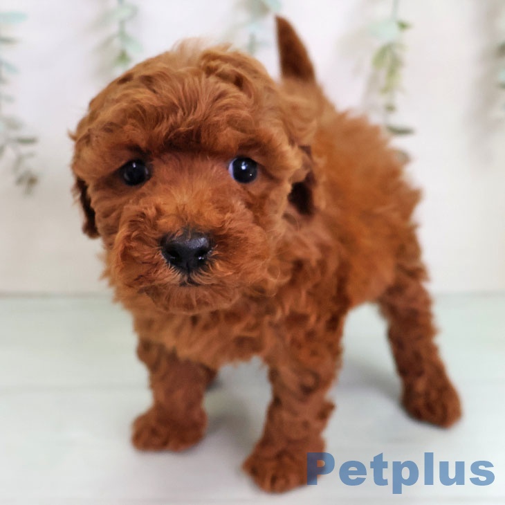 長崎県のトイプードル(トイ) (ペットプラス 長崎店/2025年11月12日生まれ/女の子/レッド)の子犬の1枚目の画像