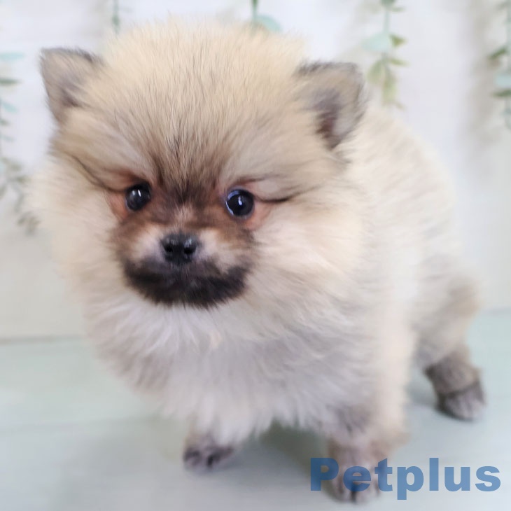 熊本県のポメラニアン (ペットプラス 熊本店/2025年11月8日生まれ/男の子/ウルフセーブル)の子犬の1枚目の画像
