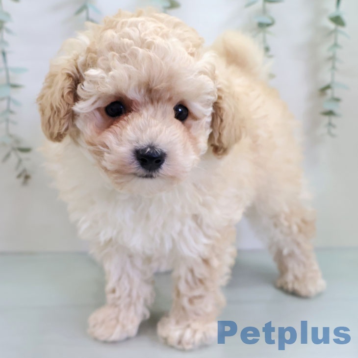 福岡県のトイプードル(トイ) (ペットプラス ららぽーと福岡店/2025年11月12日生まれ/男の子/ホワイト)の子犬の1枚目の画像