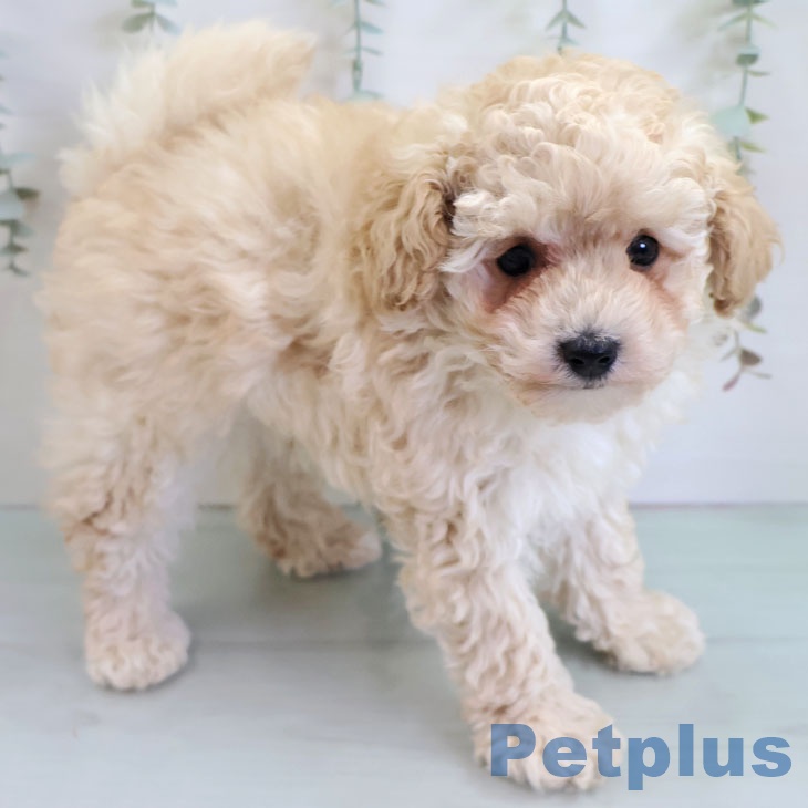 福岡県のトイプードル(トイ) (ペットプラス ららぽーと福岡店/2025年11月12日生まれ/男の子/ホワイト)の子犬の2枚目の画像