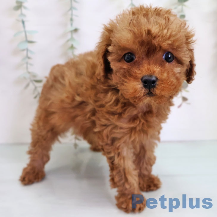 宮崎県のトイプードル(トイ) (ペットプラス 宮崎店/2025年11月12日生まれ/女の子/レッド)の子犬の1枚目の画像