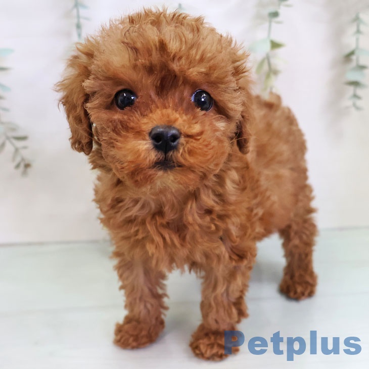 宮崎県のトイプードル(トイ) (ペットプラス 宮崎店/2025年11月12日生まれ/女の子/レッド)の子犬の2枚目の画像