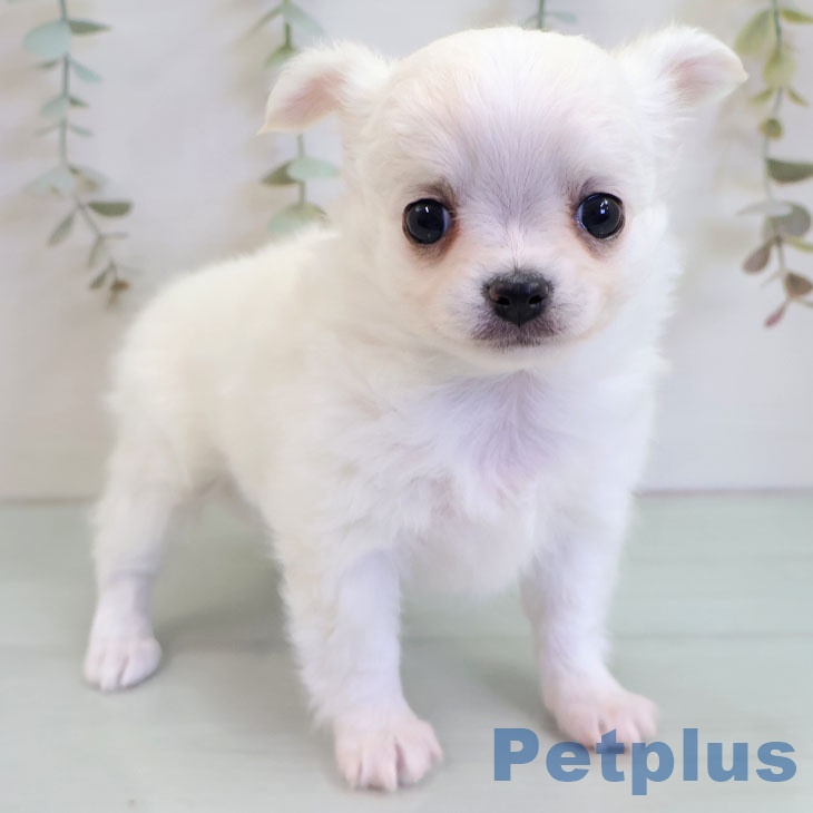 宮崎県のチワワ(ロング) (ペットプラス 宮崎店/2025年11月12日生まれ/女の子/クリームホワイト)の子犬の1枚目の画像