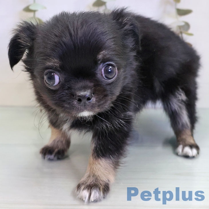 福岡県のチワワ(ロング) (ペットプラス 八幡東店/2025年11月12日生まれ/男の子/ブラックタンホワイト)の子犬の1枚目の画像