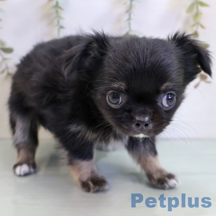 福岡県のチワワ(ロング) (ペットプラス 八幡東店/2025年11月12日生まれ/男の子/ブラックタンホワイト)の子犬の2枚目の画像