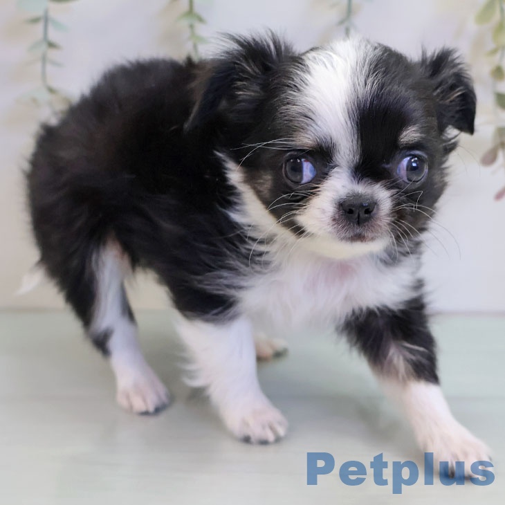 福岡県のチワワ(ロング) (ペットプラス 福岡店/2025年11月12日生まれ/女の子/ブラックタンホワイト)の子犬の1枚目の画像