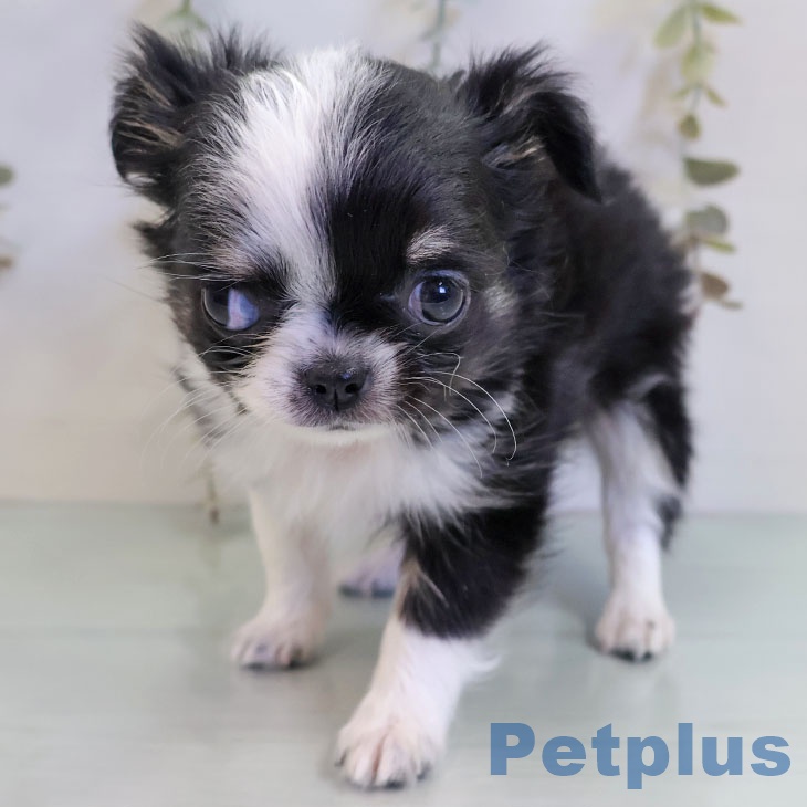 福岡県のチワワ(ロング) (ペットプラス 福岡店/2025年11月12日生まれ/女の子/ブラックタンホワイト)の子犬の2枚目の画像