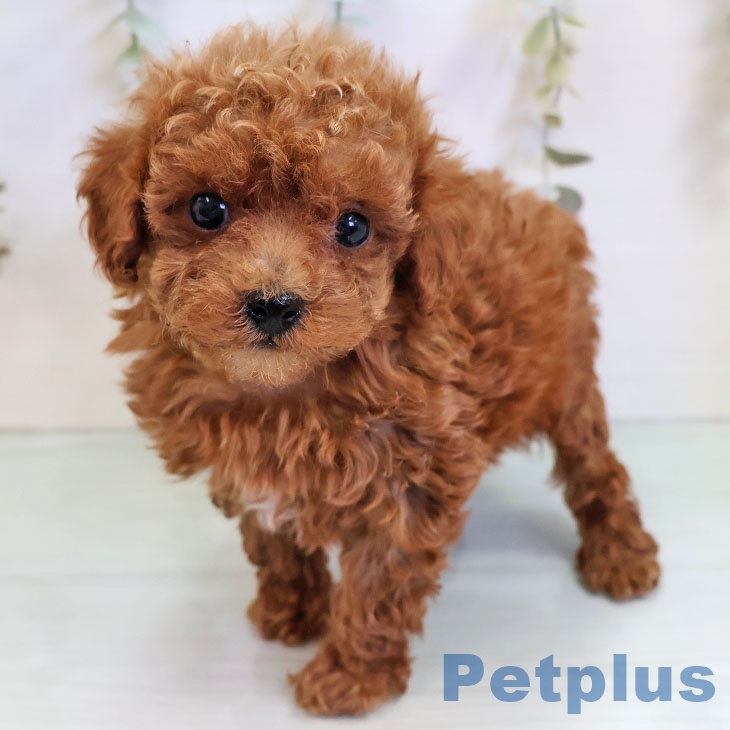 千葉県のトイプードル(トイ) (ペットプラス コトエ流山おおたかの森店/2025年11月11日生まれ/男の子/レッド)の子犬の1枚目の画像