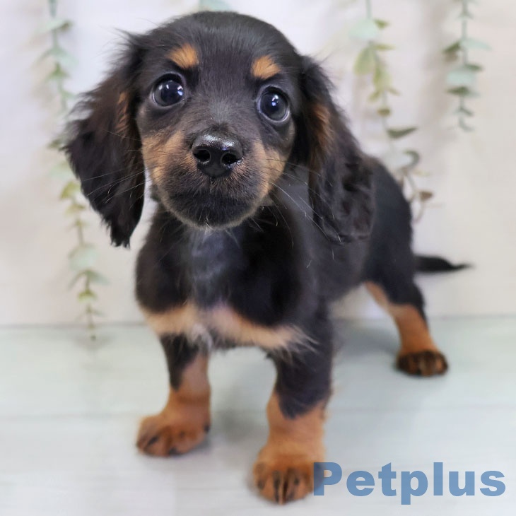 神奈川県のカニンヘンダックスフンド(ロング) (ペッツワン 横須賀久里浜店/2025年11月13日生まれ/男の子/ブラックタン)の子犬の1枚目の画像