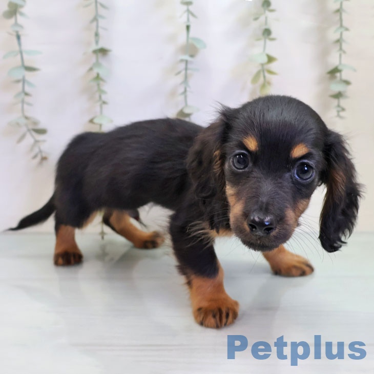 神奈川県のカニンヘンダックスフンド(ロング) (ペッツワン 横須賀久里浜店/2025年11月13日生まれ/男の子/ブラックタン)の子犬の2枚目の画像