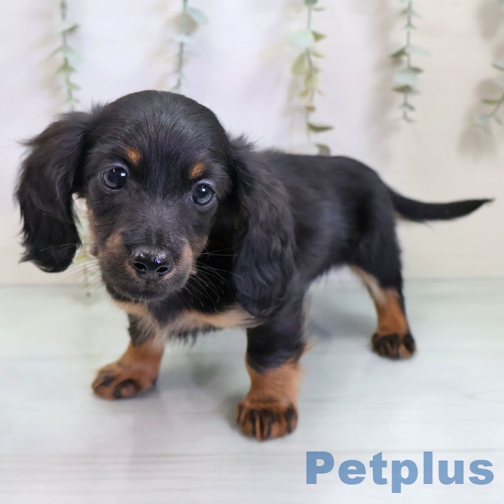 青森県のカニンヘンダックスフンド(ロング) (ペットプラス 青森浜田店/2025年11月13日生まれ/男の子/ブラックタン)の子犬の1枚目の画像