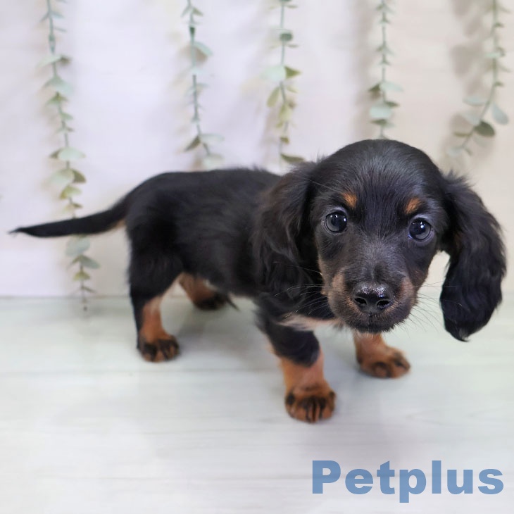 青森県のカニンヘンダックスフンド(ロング) (ペットプラス 青森浜田店/2025年11月13日生まれ/男の子/ブラックタン)の子犬の2枚目の画像