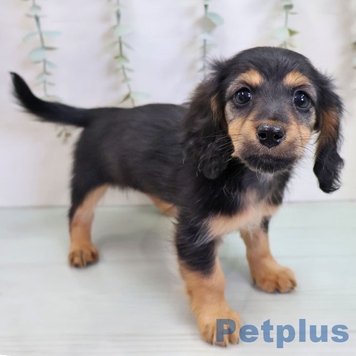 神奈川県のカニンヘンダックスフンド(ロング) (ペットプラス 川崎ルフロン店/2025年11月13日生まれ/女の子/ブラックタン)の子犬の1枚目の画像