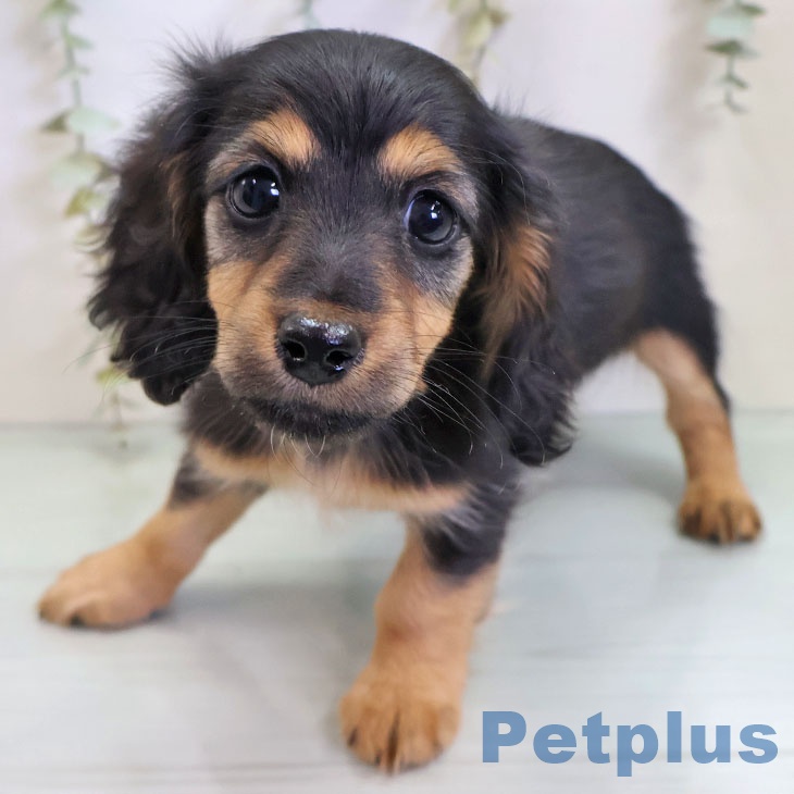 神奈川県のカニンヘンダックスフンド(ロング) (ペットプラス 川崎ルフロン店/2025年11月13日生まれ/女の子/ブラックタン)の子犬の2枚目の画像