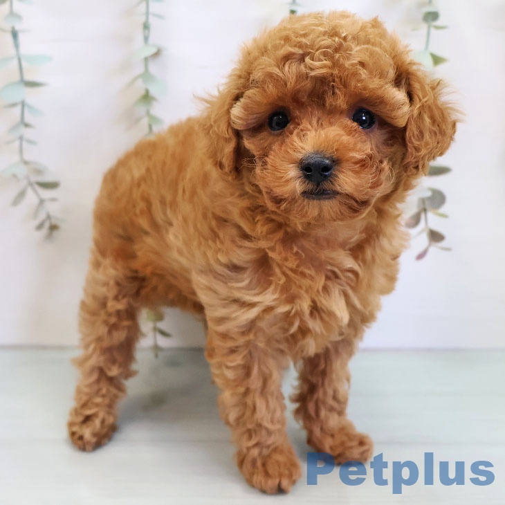 福岡県のトイプードル(トイ) (ペットプラス 香椎浜店/2025年11月13日生まれ/男の子/レッド)の子犬の2枚目の画像