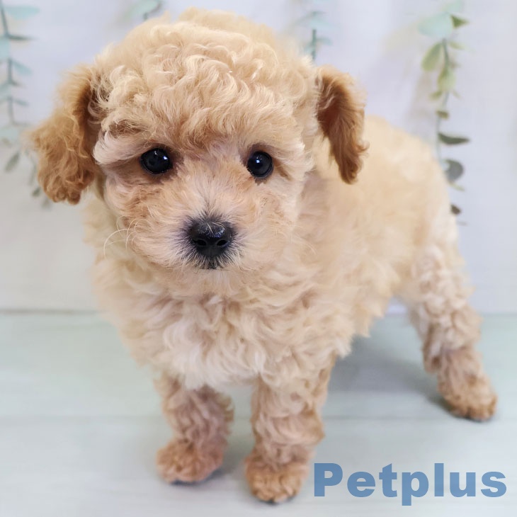 福岡県のトイプードル(トイ) (ペットプラス 香椎浜店/2025年11月13日生まれ/男の子/アプリコット)の子犬の1枚目の画像