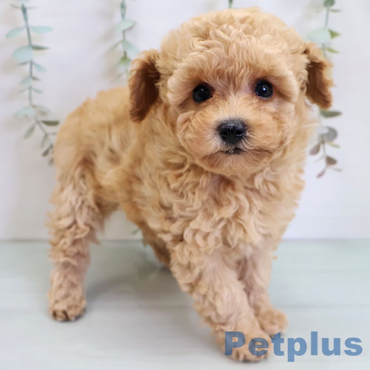 福岡県のトイプードル(トイ) (ペットプラス 福岡店/2025年11月13日生まれ/男の子/アプリコット)の子犬の1枚目の画像
