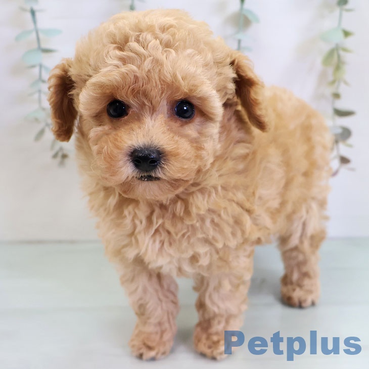 福岡県のトイプードル(トイ) (ペットプラス 福岡店/2025年11月13日生まれ/男の子/アプリコット)の子犬の2枚目の画像