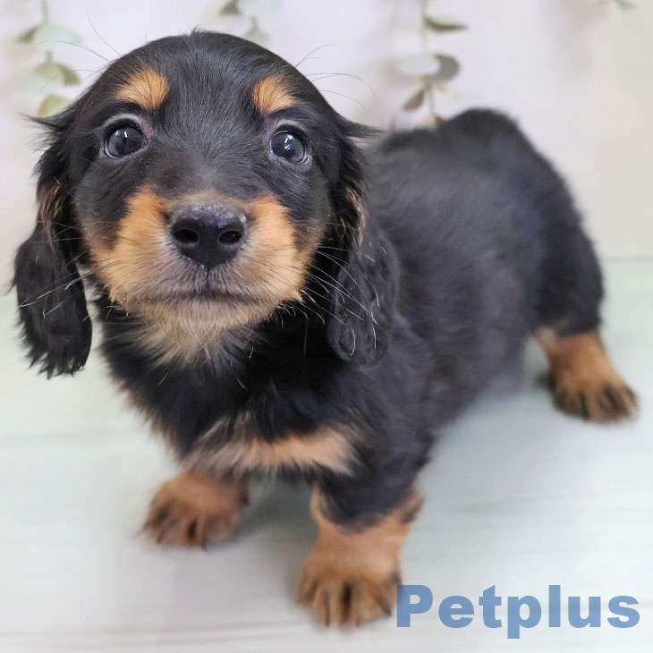 千葉県のカニンヘンダックスフンド(ロング) (ペッツワン 千葉ニュータウン店/2025年11月11日生まれ/男の子/ブラックタン)の子犬の1枚目の画像