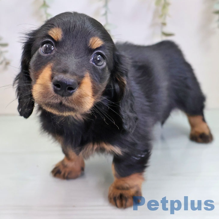 福岡県のカニンヘンダックスフンド(ロング) (ペットプラス 八幡東店/2025年11月11日生まれ/女の子/ブラックタン)の子犬の1枚目の画像