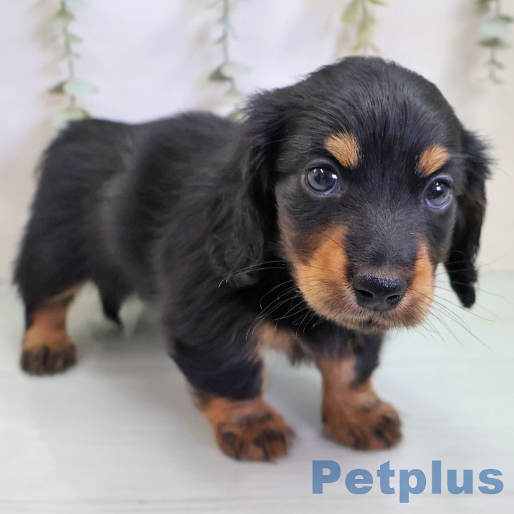 福岡県のカニンヘンダックスフンド(ロング) (ペットプラス 八幡東店/2025年11月11日生まれ/女の子/ブラックタン)の子犬の2枚目の画像