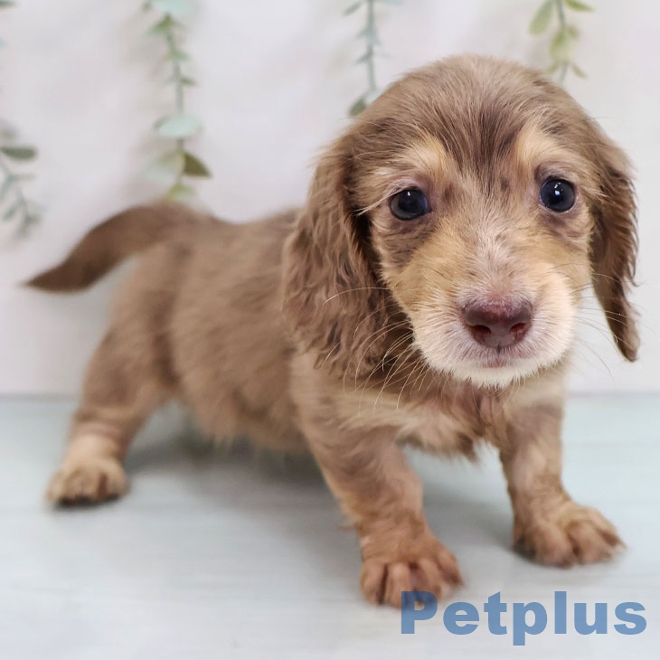福岡県のカニンヘンダックスフンド(ロング) (ペットプラス 八幡東店/2025年11月11日生まれ/女の子/チョコレートダップル)の子犬の1枚目の画像