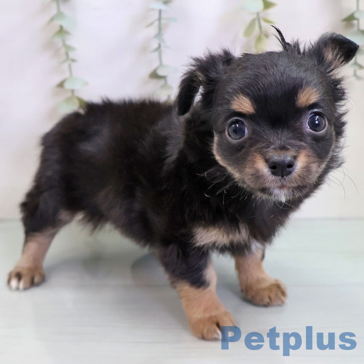 埼玉県のチワワ(ロング) (ペットプラス 与野店/2025年11月13日生まれ/男の子/ブラックタン)の子犬の2枚目の画像