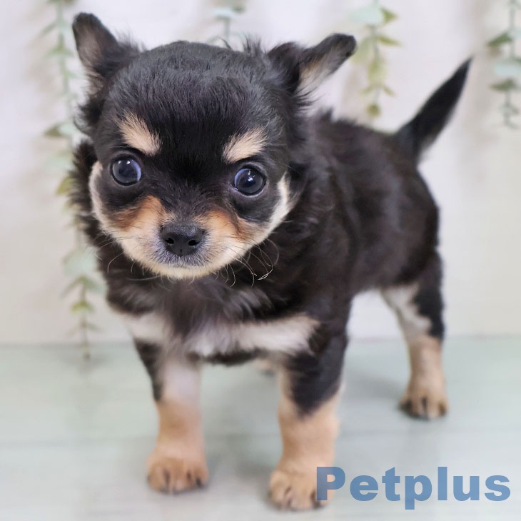 山梨県のチワワ(ロング) (ペットプラス 甲府国母店/2025年11月13日生まれ/男の子/ブラックタンホワイト)の子犬の1枚目の画像
