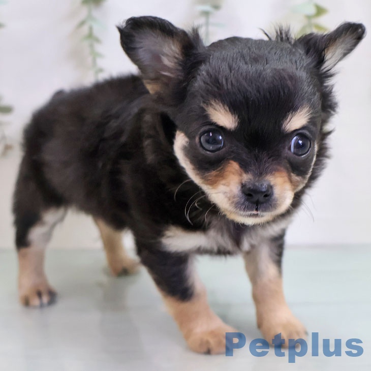 山梨県のチワワ(ロング) (ペットプラス 甲府国母店/2025年11月13日生まれ/男の子/ブラックタンホワイト)の子犬の2枚目の画像