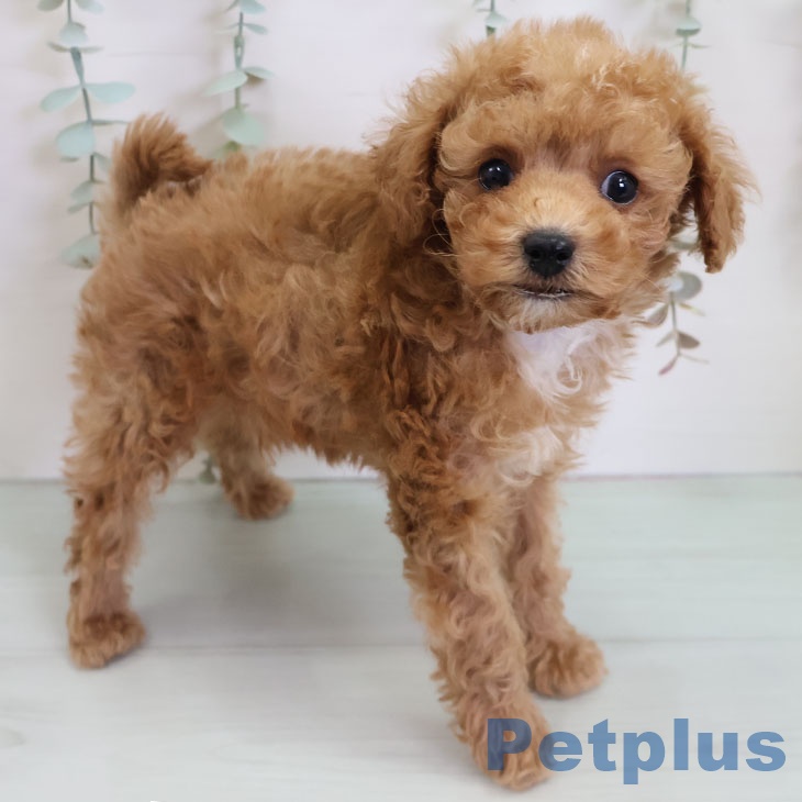 福岡県のトイプードル(トイ) (ペットプラス MARK IS 福岡ももち店/2025年11月2日生まれ/男の子/アプリコット)の子犬の1枚目の画像