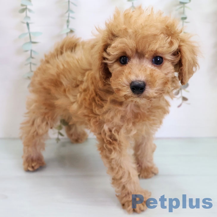 沖縄県のトイプードル(トイ) (ペットプラス 沖縄ライカム店/2025年11月2日生まれ/男の子/アプリコット)の子犬の1枚目の画像