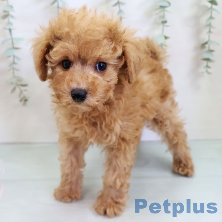 沖縄県のトイプードル(トイ) (ペットプラス 沖縄ライカム店/2025年11月2日生まれ/男の子/アプリコット)の子犬の2枚目の画像