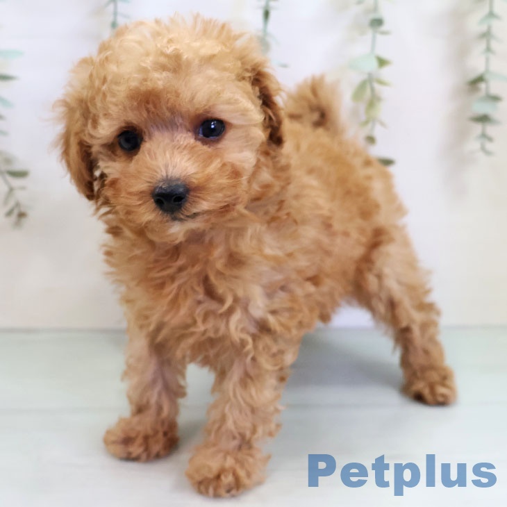 沖縄県のトイプードル(トイ) (ペットプラス 沖縄ライカム店/2025年11月2日生まれ/女の子/アプリコット)の子犬の1枚目の画像