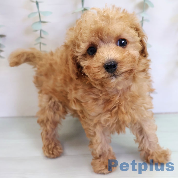 沖縄県のトイプードル(トイ) (ペットプラス 沖縄ライカム店/2025年11月2日生まれ/女の子/アプリコット)の子犬の2枚目の画像