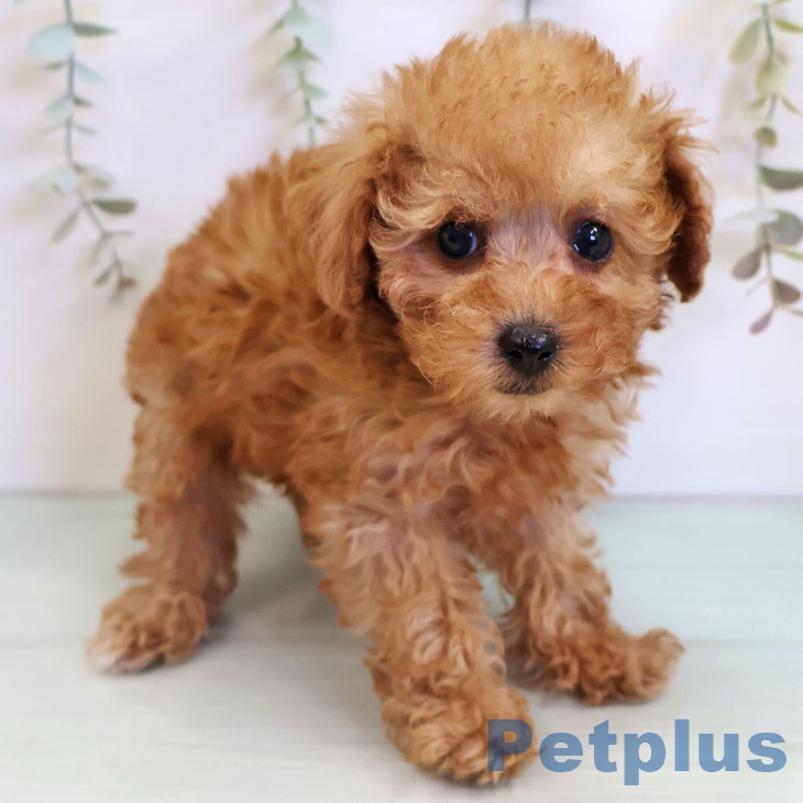 福岡県のトイプードル(トイ) (ペットプラス 八幡東店/2025年11月2日生まれ/女の子/アプリコット)の子犬