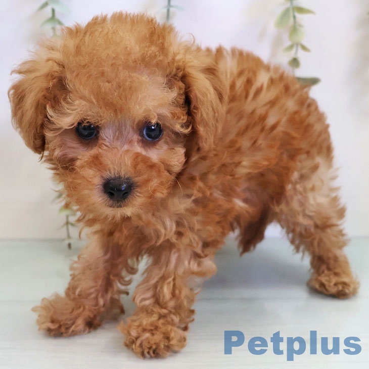 福岡県のトイプードル(トイ) (ペットプラス 八幡東店/2025年11月2日生まれ/女の子/アプリコット)の子犬の2枚目の画像
