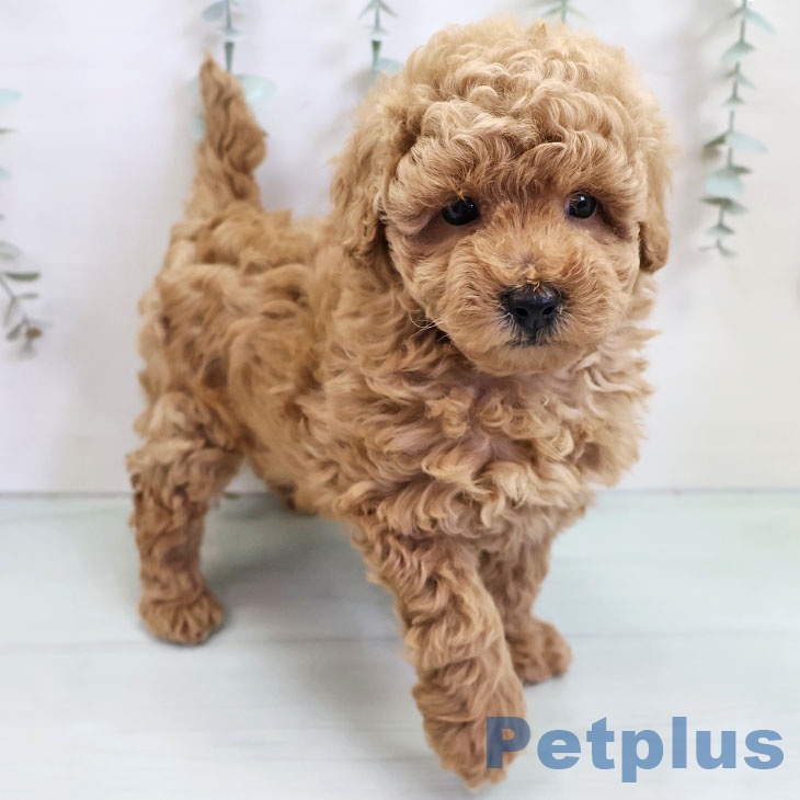千葉県のトイプードル(トイ) (ペットプラス 八千代緑が丘店/2025年11月10日生まれ/男の子/アプリコット)の子犬の2枚目の画像