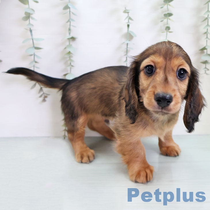 福岡県のミニチュアダックスフンド(ロング) (ペットプラス 福岡伊都店/2025年11月13日生まれ/男の子/レッド)の子犬の1枚目の画像