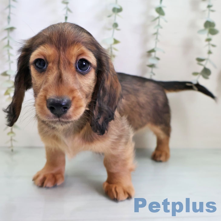 福岡県のミニチュアダックスフンド(ロング) (ペットプラス 福岡伊都店/2025年11月13日生まれ/男の子/レッド)の子犬の2枚目の画像