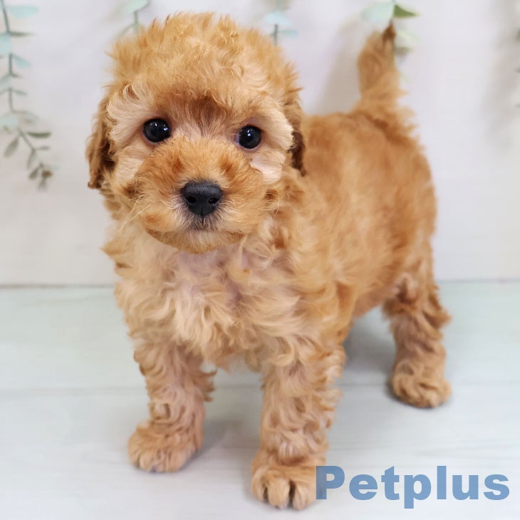 長崎県のトイプードル(トイ) (ペットプラス 長崎店/2025年11月12日生まれ/男の子/アプリコット)の子犬の1枚目の画像