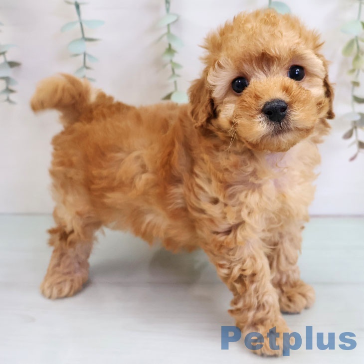 長崎県のトイプードル(トイ) (ペットプラス 長崎店/2025年11月12日生まれ/男の子/アプリコット)の子犬の2枚目の画像
