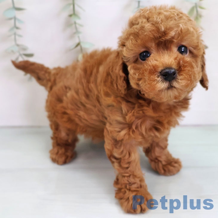 福岡県のトイプードル(トイ) (ペットプラス MARK IS 福岡ももち店/2025年11月12日生まれ/女の子/レッド)の子犬