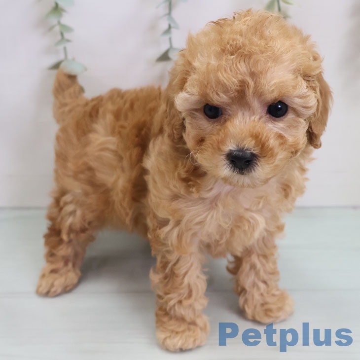 福岡県のトイプードル(トイ) (ペットプラス 福岡店/2025年11月12日生まれ/女の子/アプリコット)の子犬の2枚目の画像
