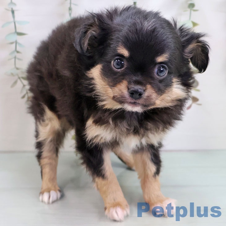 埼玉県のチワワ(ロング) (ペットプラス 八潮店/2025年11月4日生まれ/男の子/ブラックホワイトタン)の子犬の1枚目の画像