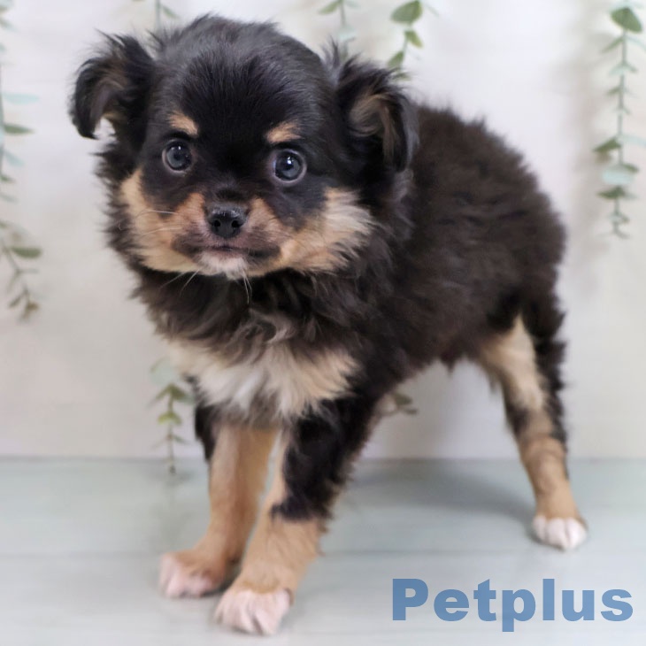 埼玉県のチワワ(ロング) (ペットプラス 八潮店/2025年11月4日生まれ/男の子/ブラックホワイトタン)の子犬の2枚目の画像