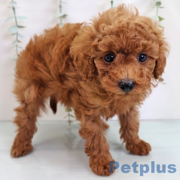 埼玉県のトイプードル(トイ) (ペットプラス 羽生店/2025年11月12日生まれ/男の子/レッド)の子犬の1枚目の画像