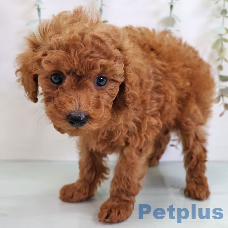 埼玉県のトイプードル(トイ) (ペットプラス 羽生店/2025年11月12日生まれ/男の子/レッド)の子犬の2枚目の画像