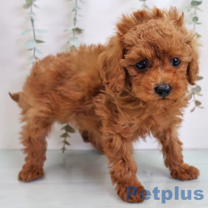 沖縄県のトイプードル(トイ) (ペットプラス 沖縄ライカム店/2025年11月12日生まれ/男の子/レッド)の子犬の2枚目の画像
