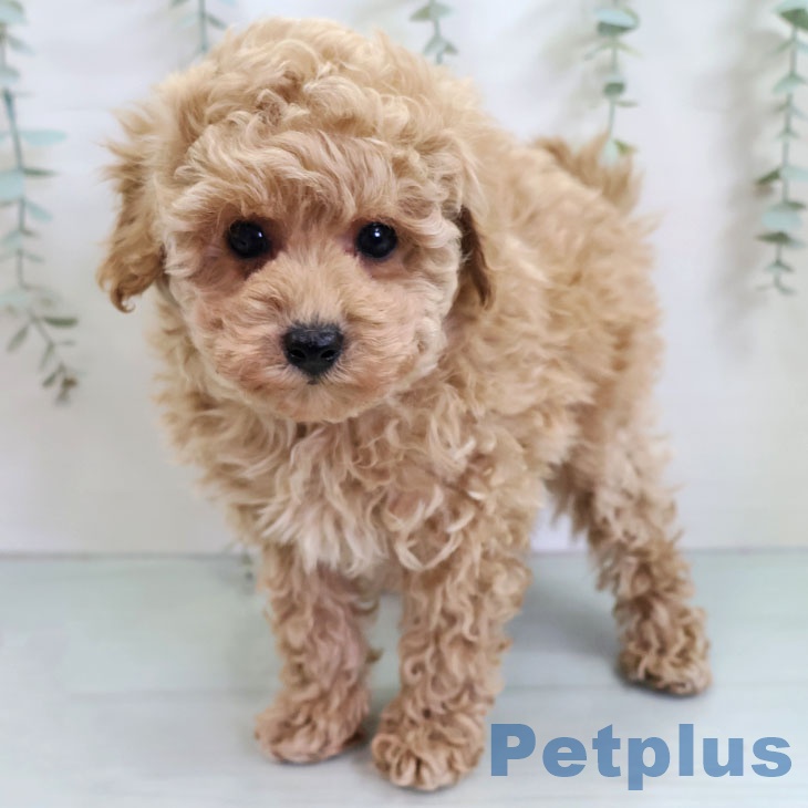 福岡県のトイプードル(トイ) (ペットプラス ららぽーと福岡店/2025年11月13日生まれ/男の子/アプリコット)の子犬の1枚目の画像